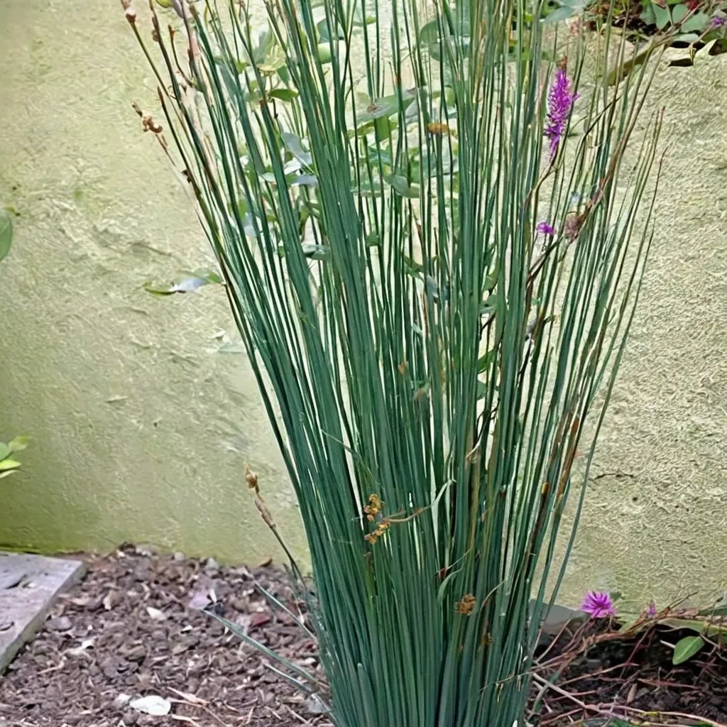 Juncus patens 'Carmans Grey'