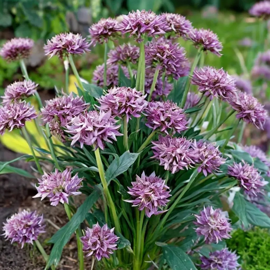 Allium glaucum 'Firmament'
