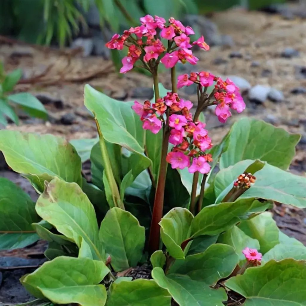 Bergenia cordifolia 'Winter Glut'
