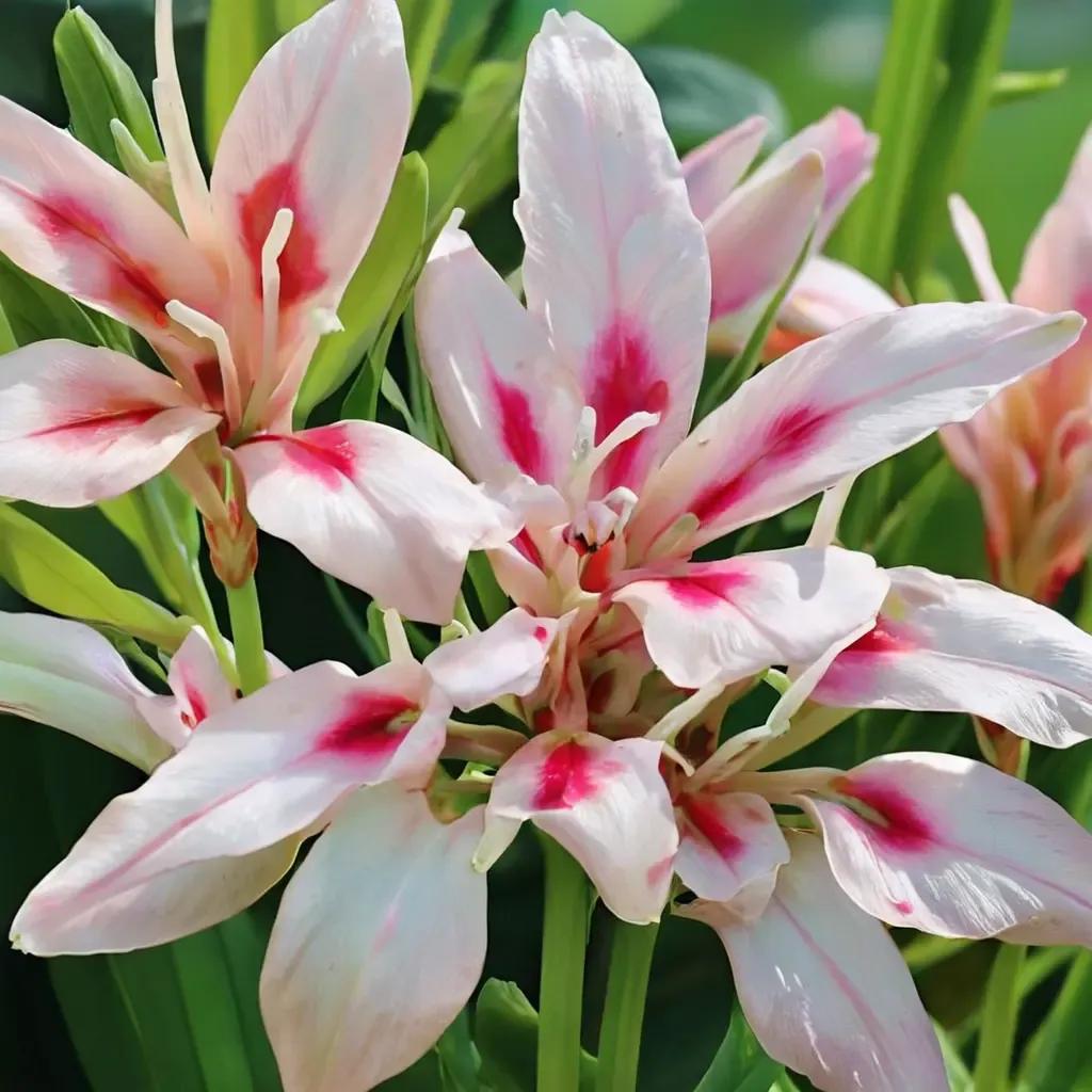 Gladiolus