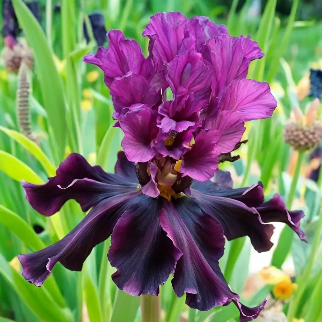 Iris iris 'Silken Trim'