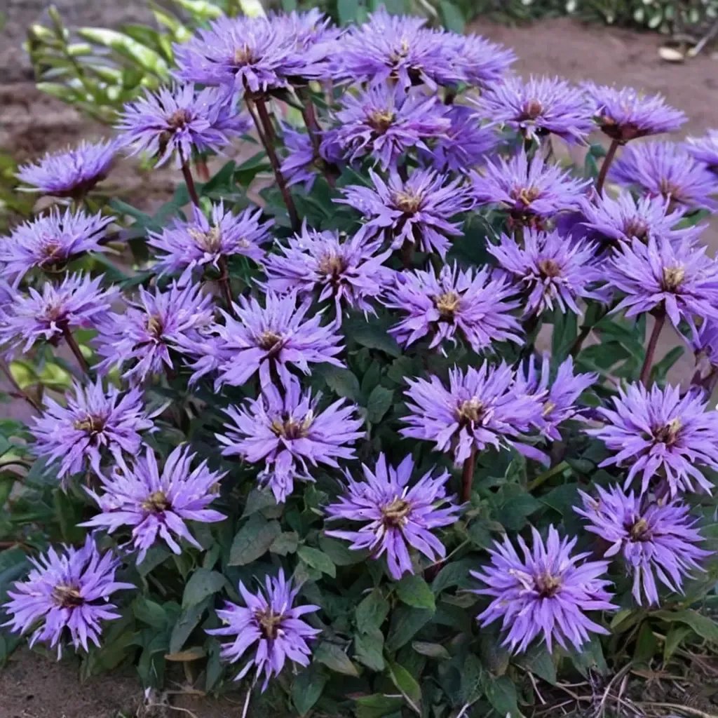 Monarda didyma 'Blue Moon'