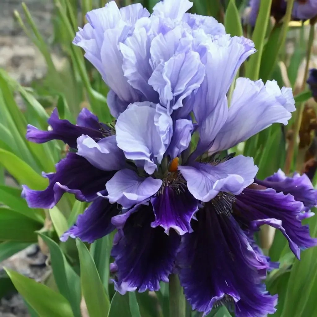 Iris iris 'Global Crossing'