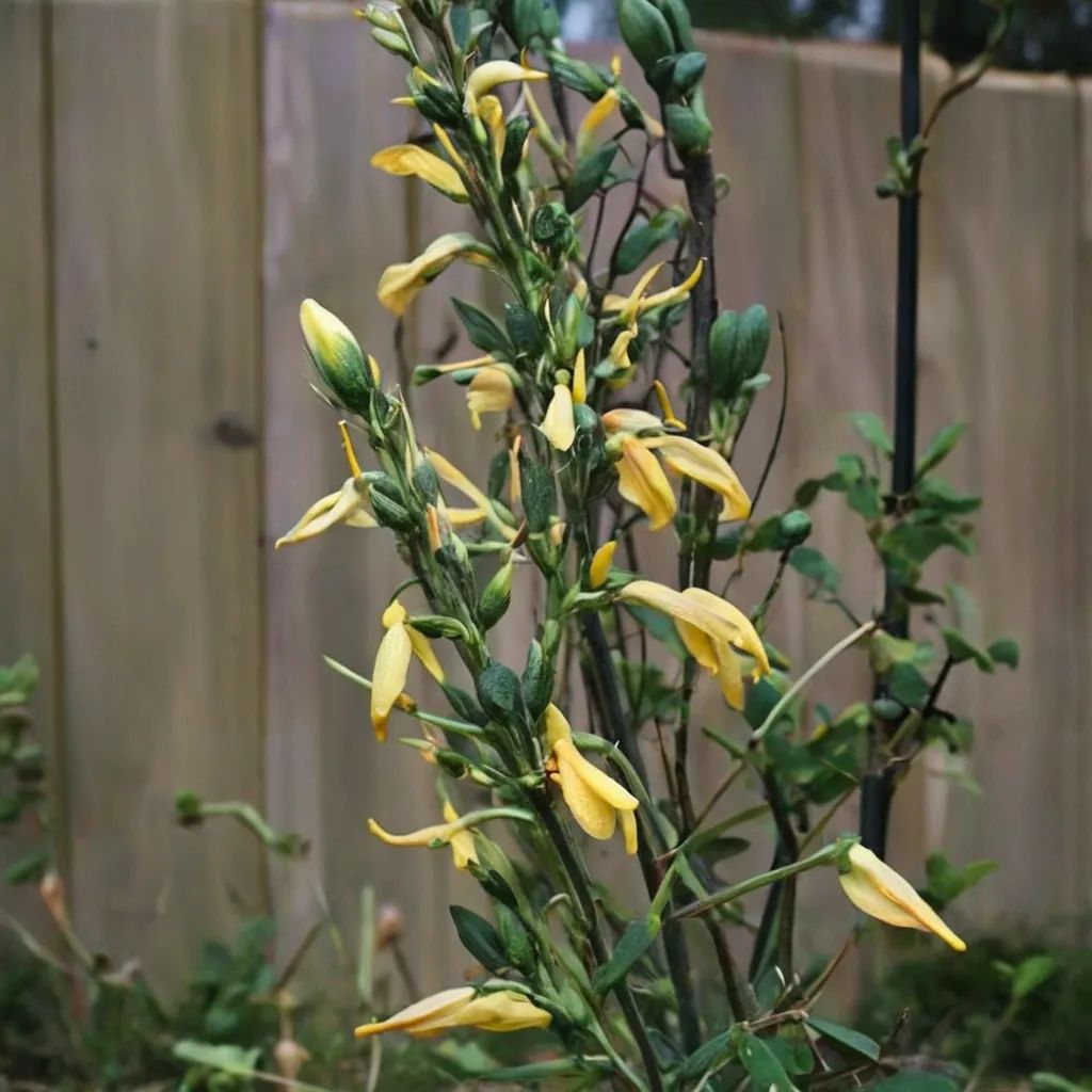 Echeandia texensis 'Loma del Potrero Cercado'