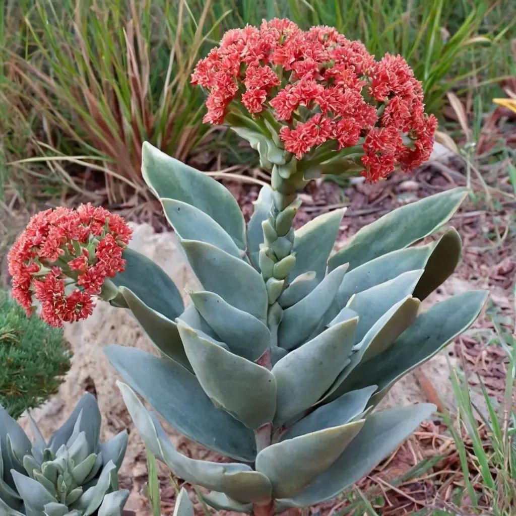 Crassula falcata