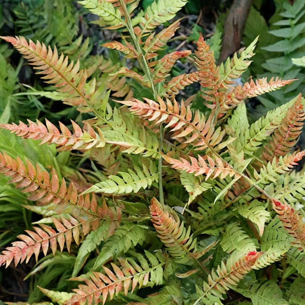 Dryopteris erythrosora