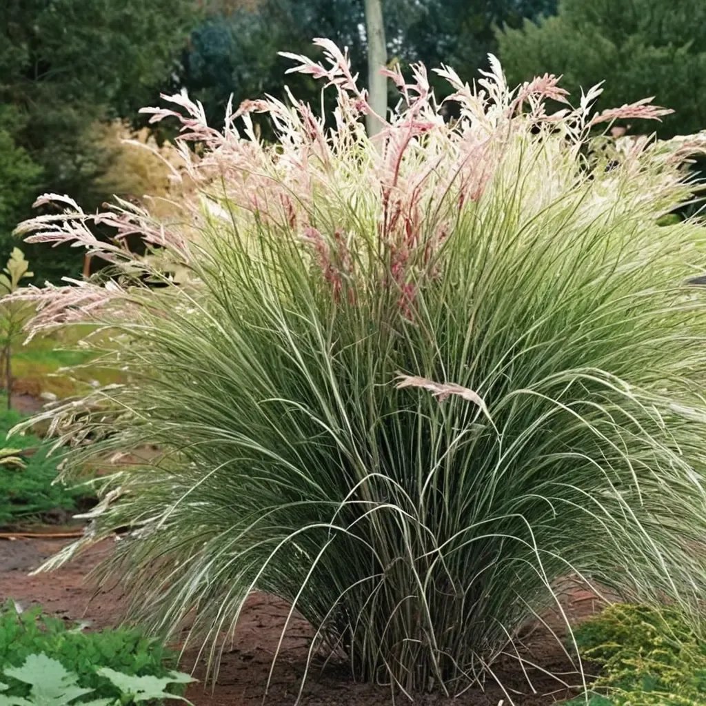 Miscanthus sinensis 'Morning Light'