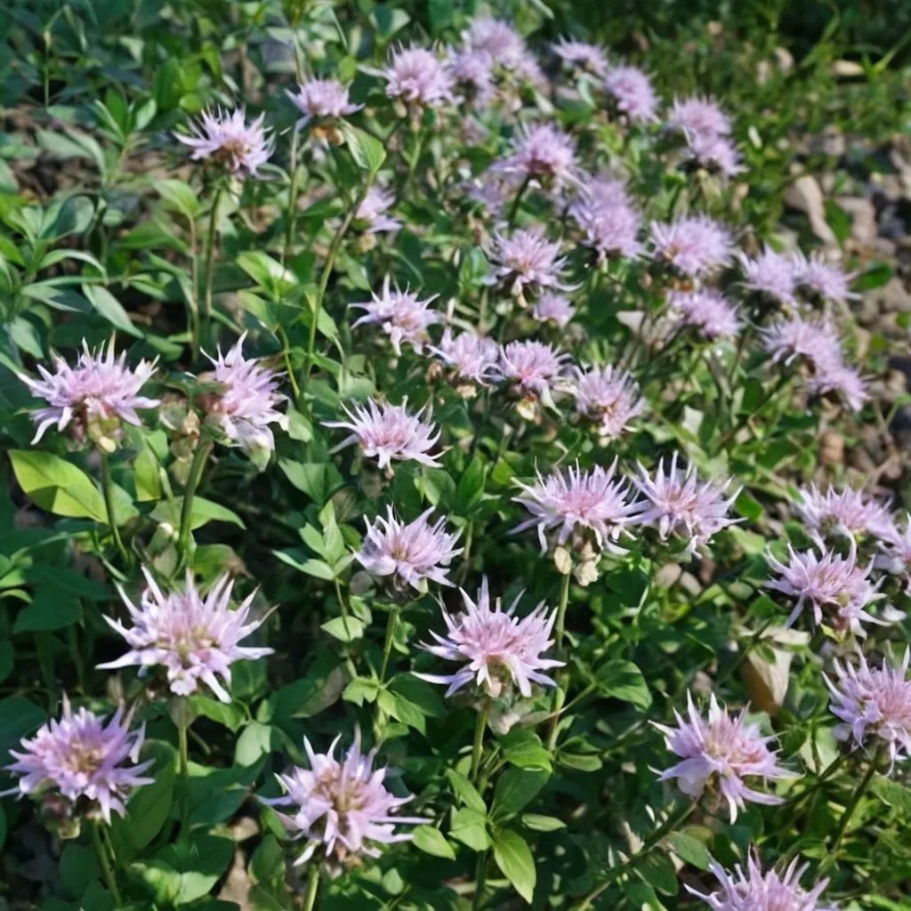 Monarda bartlettii 'Puerto Purificacion'
