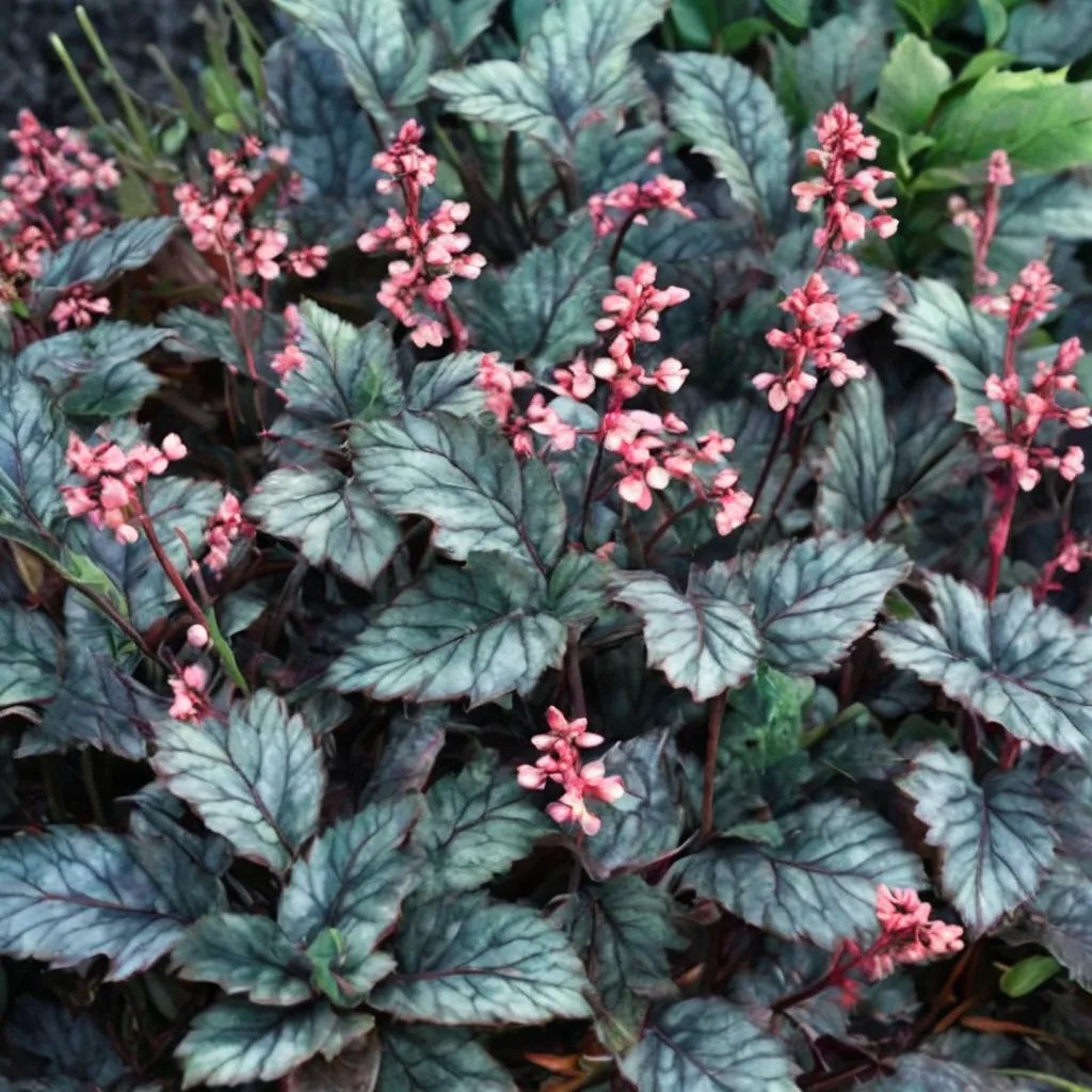 Heuchera x hybrida 'Raspberry Ice'