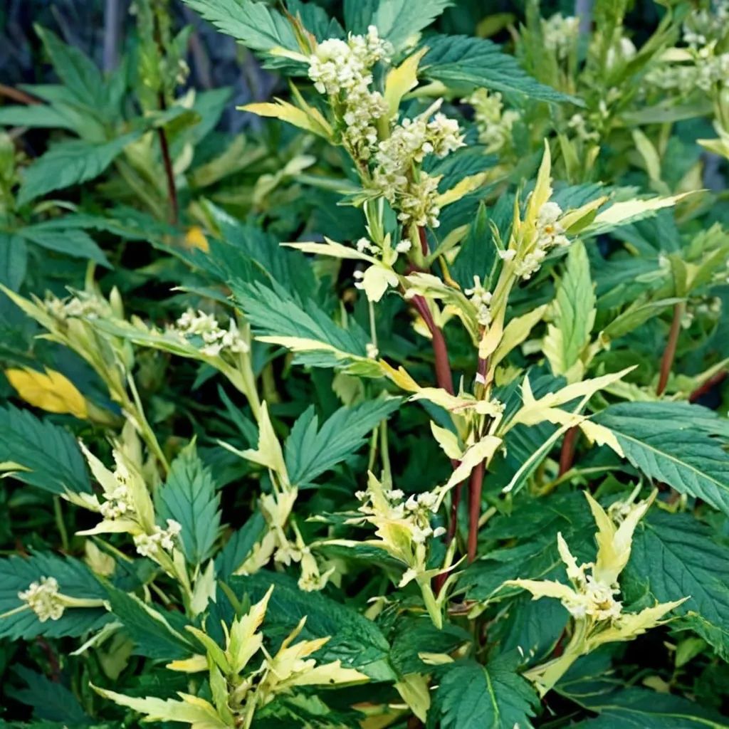 Filipendula ulmaria 'Variegata'