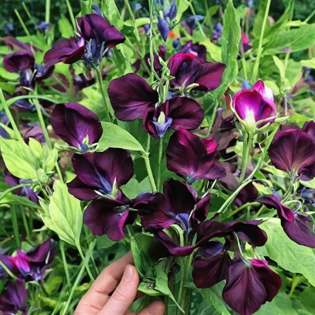 Lathyrus odoratus 'Black Knight'