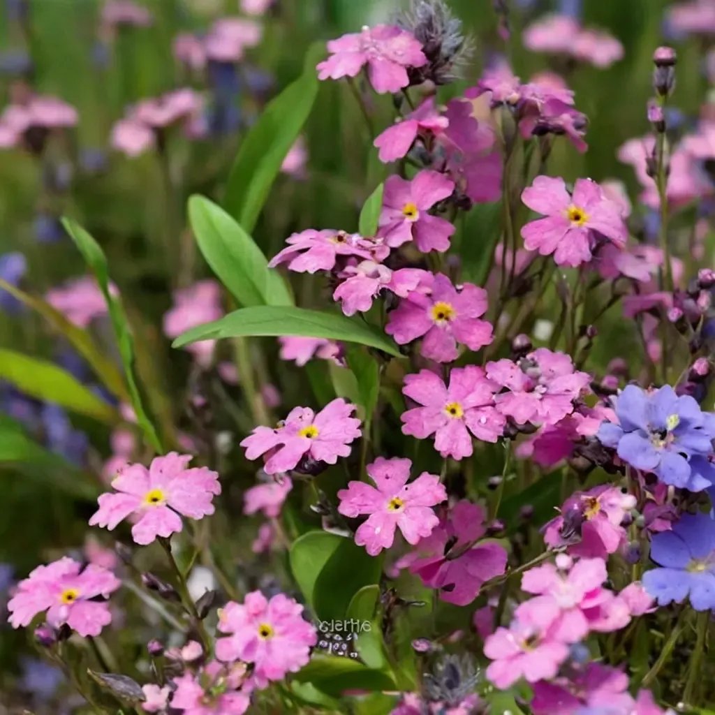 Myosotis dispersa 'Rose'