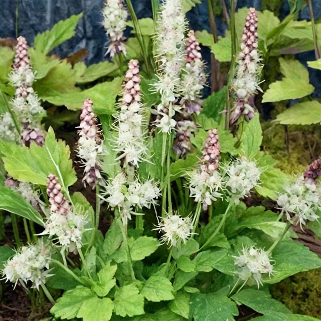 Tiarella polyphylla 'Moorgrun'