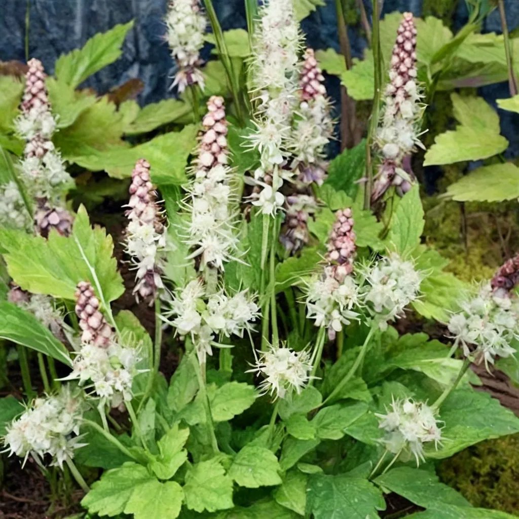 Tiarella polyphylla 'Moorgrun'