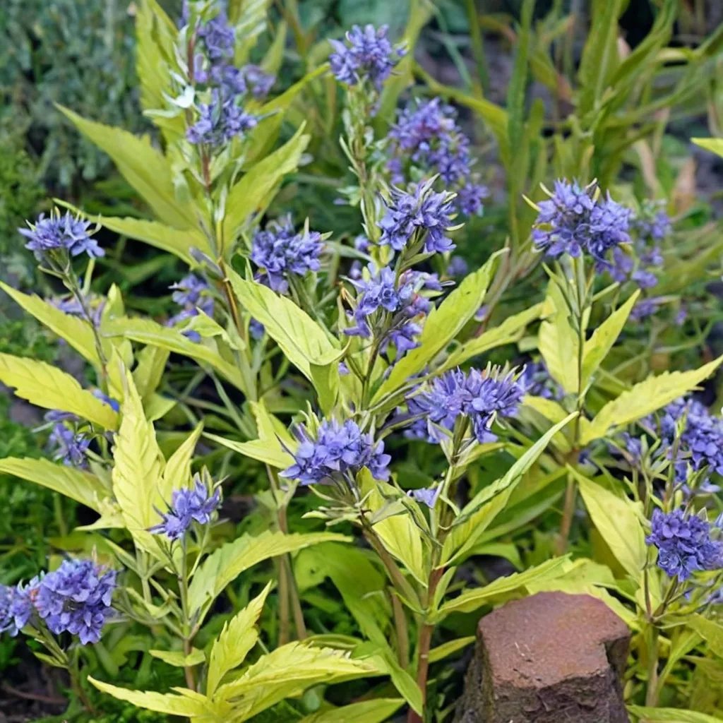 Caryopteris x clandonensis 'Worcester Gold'