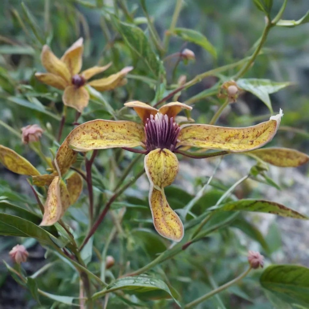 Clematis ladakhiana