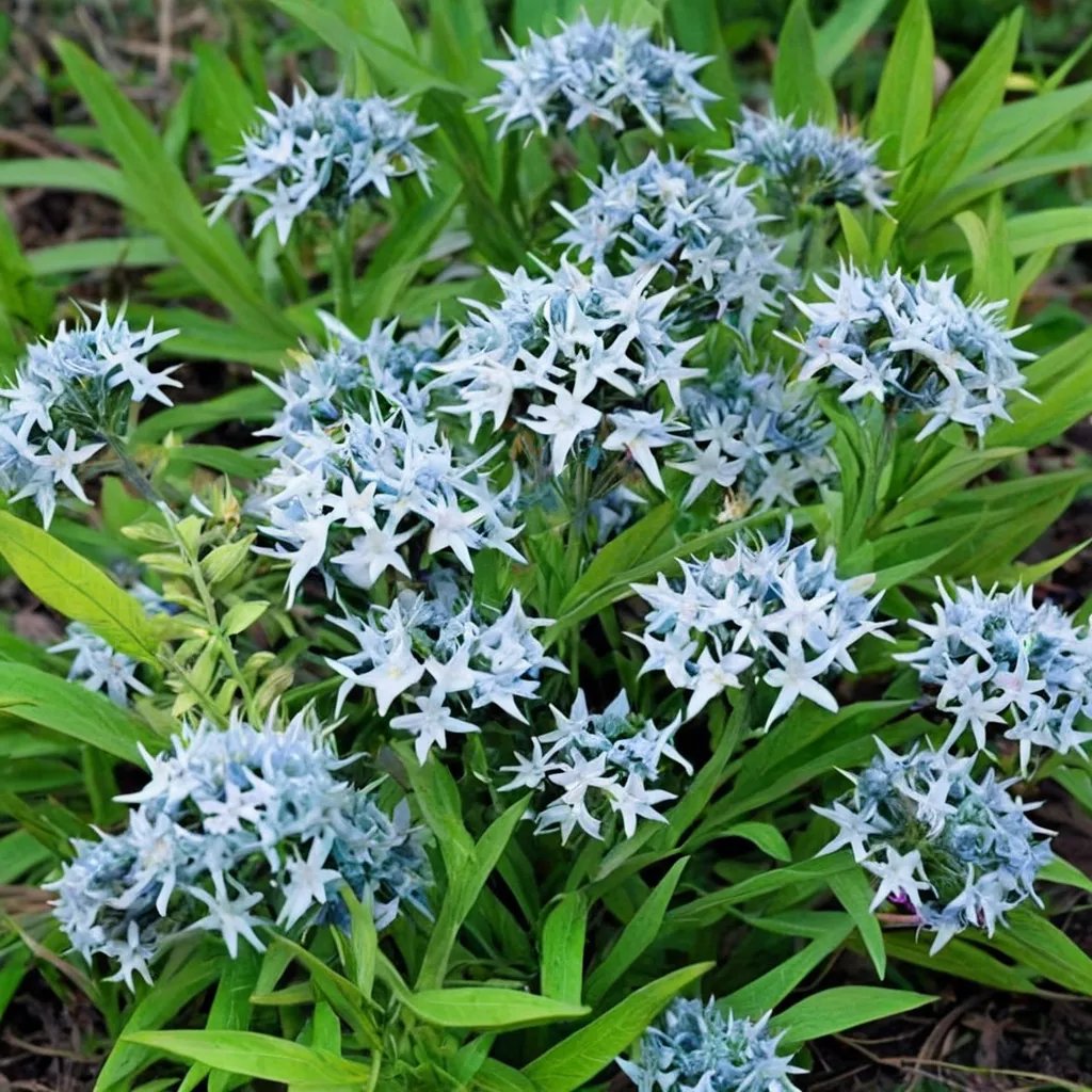 Amsonia montana