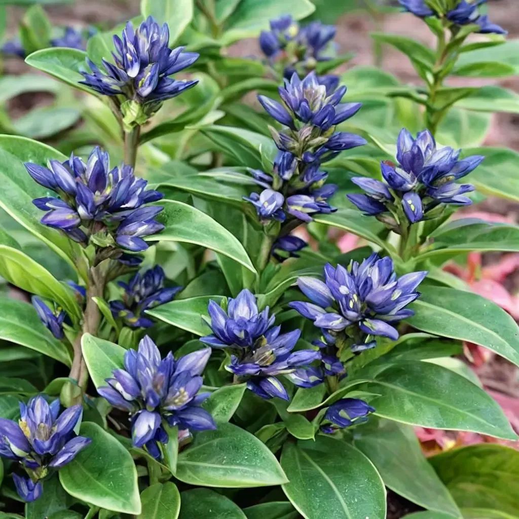 Gentiana gentiana 'Blue Cross'