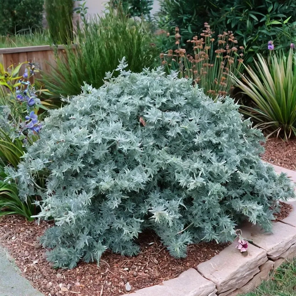 Artemisia Powis 'Powis Castle'