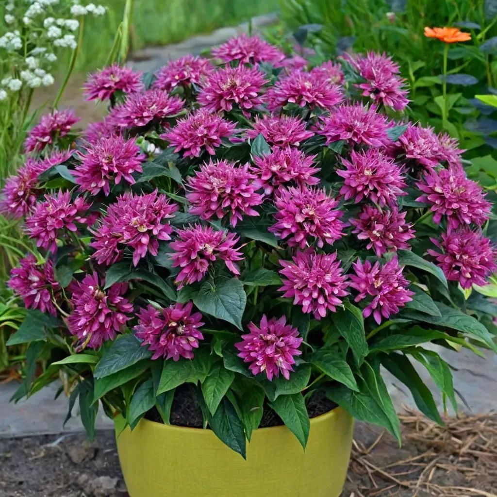 Monarda didyma 'Pardon My Purple'