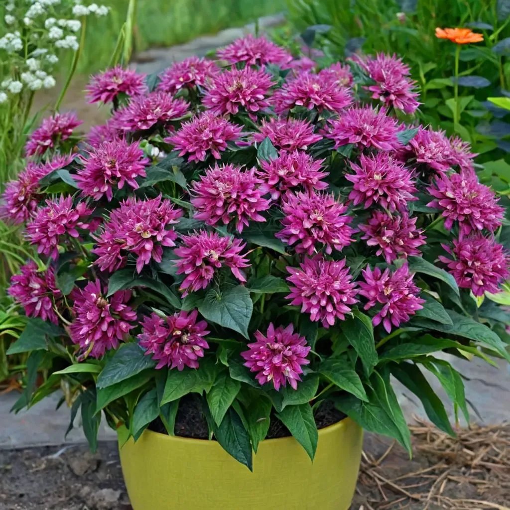 Monarda didyma 'Pardon My Purple'