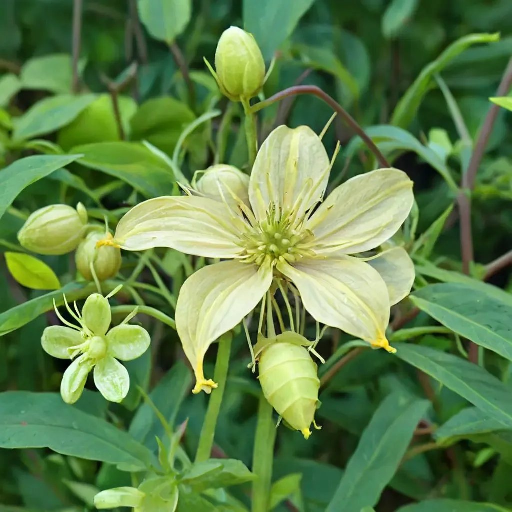Clematis vitalba 'Kaska'