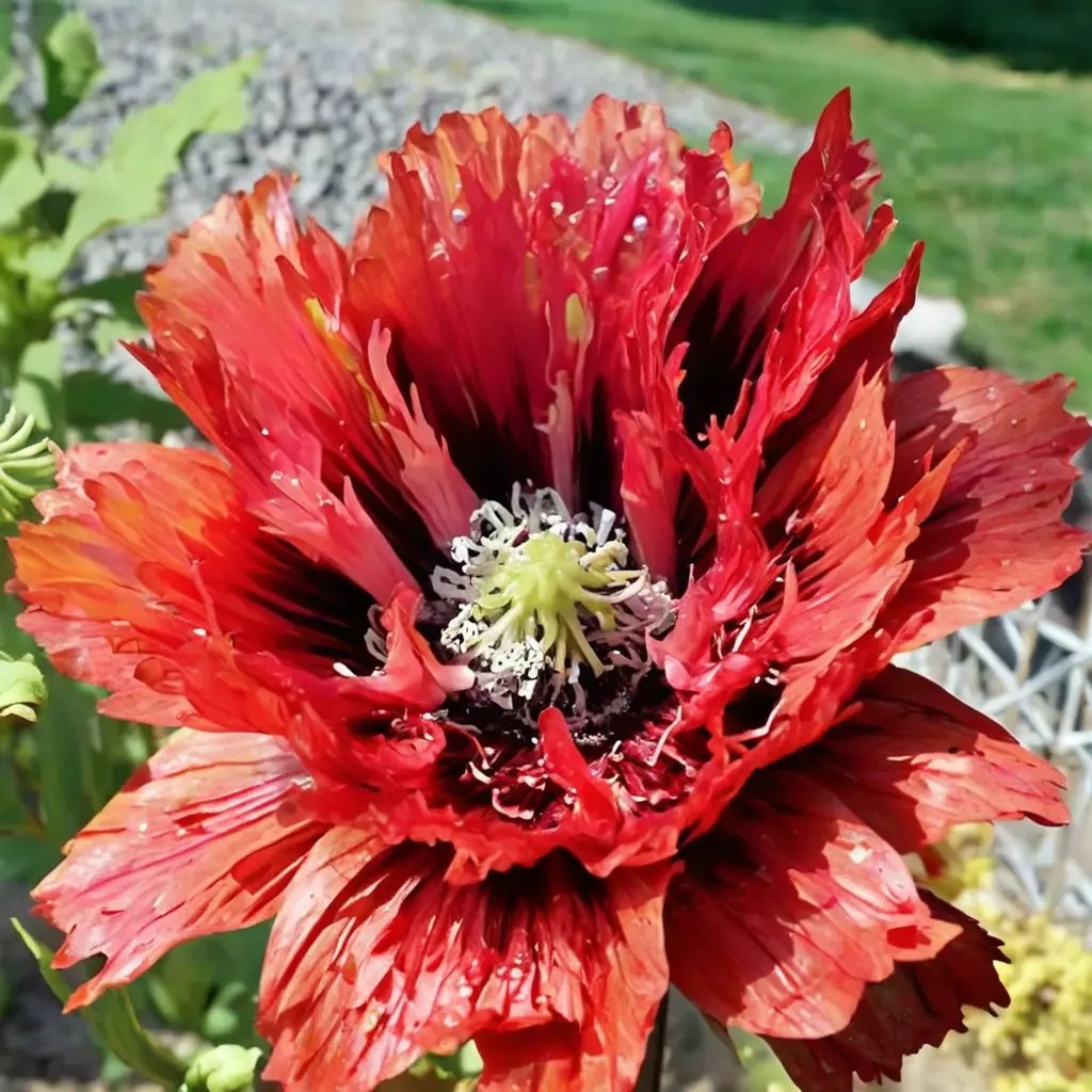 Papaver x hybrida 'Naughty Nineties'