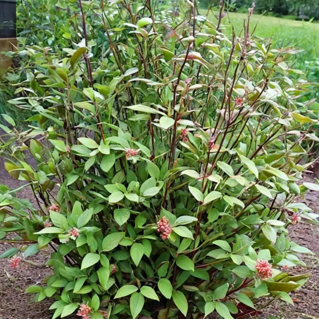 Cornus alba 'Kesselringii'
