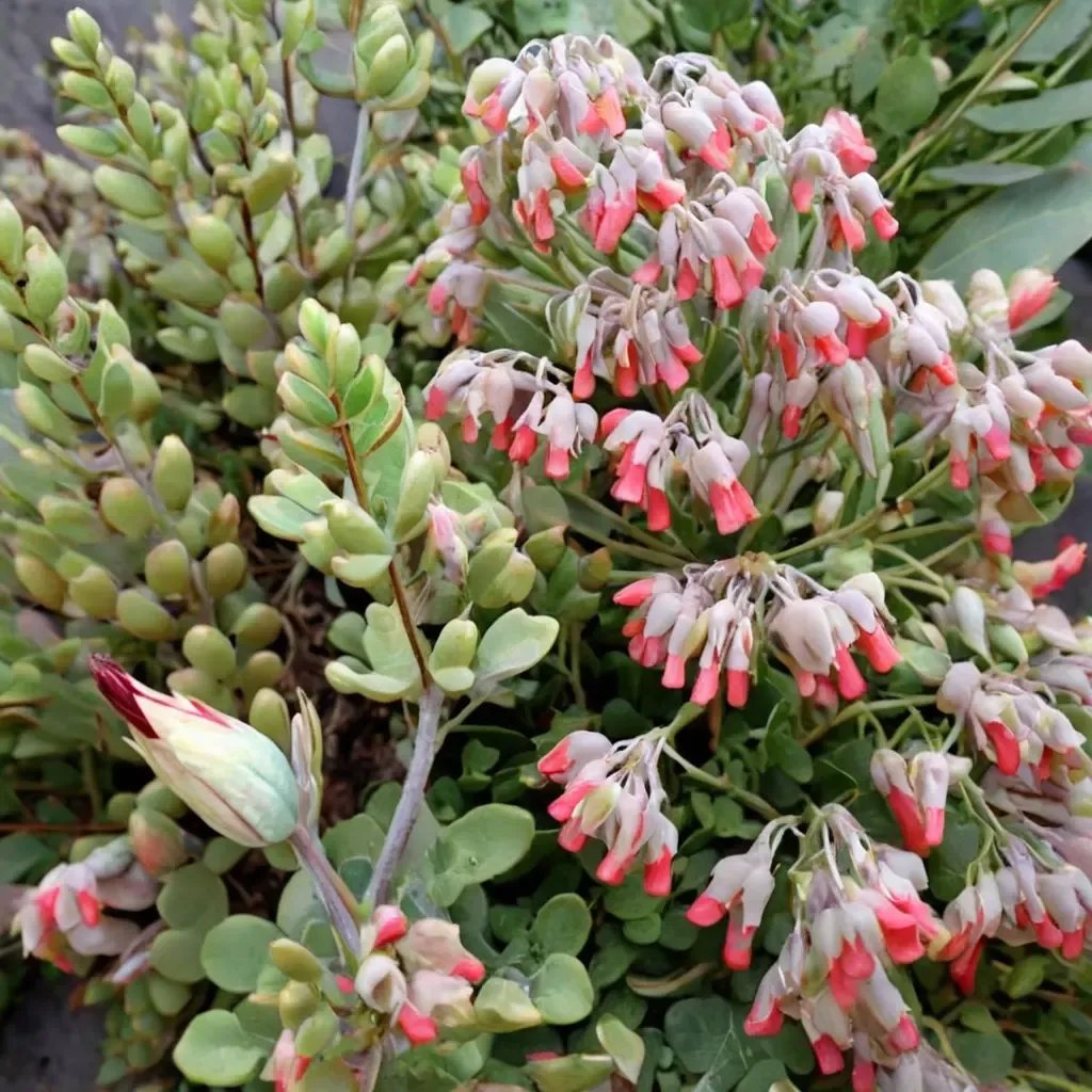 Kalanchoe laxiflora 'Milky Widow's Tears'