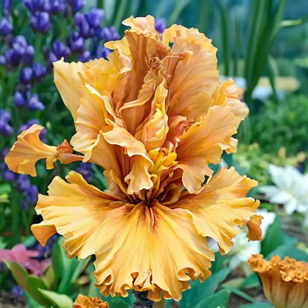 Iris x germanica 'Golden Panther'