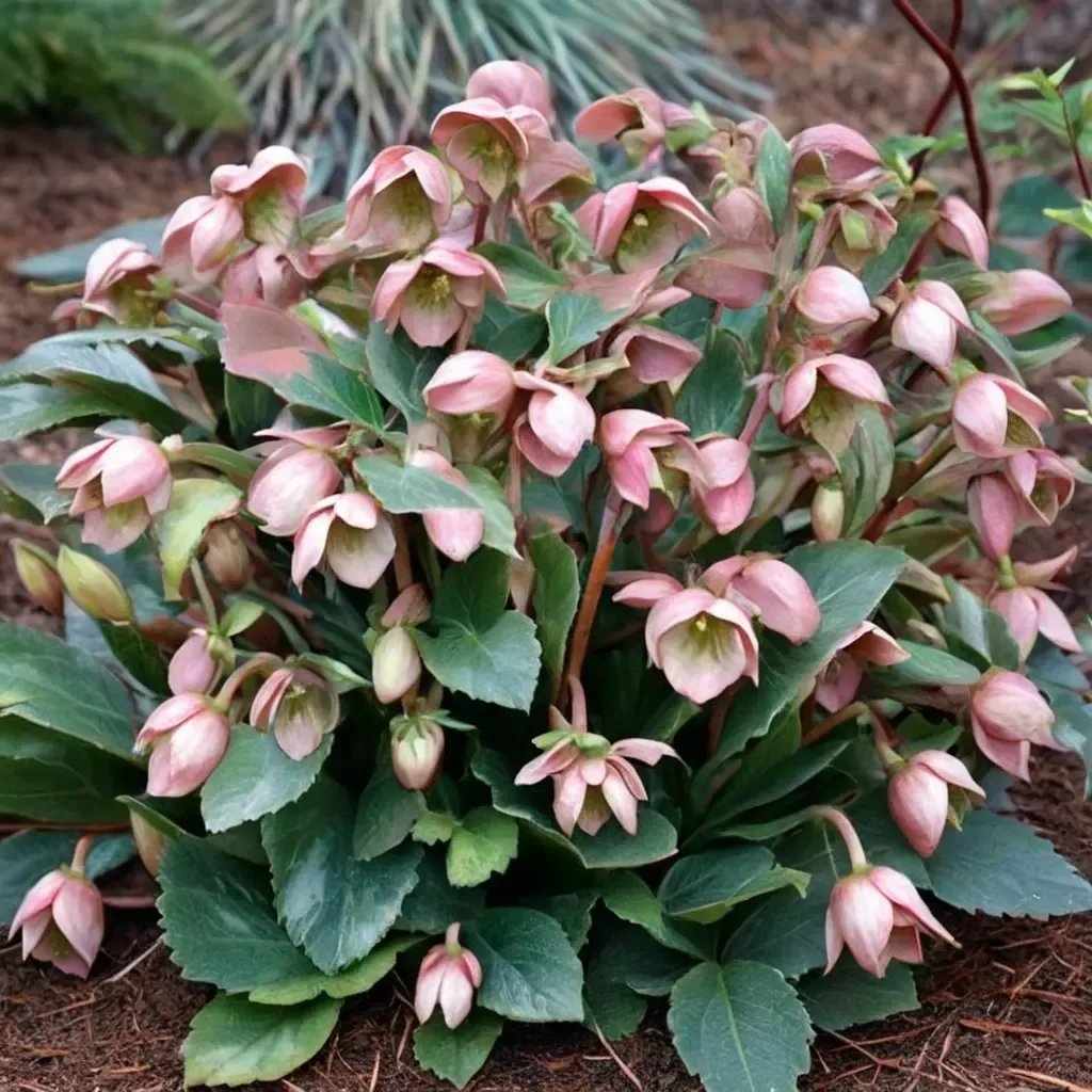 Helleborus niger 'Angel Glow Frostkiss'