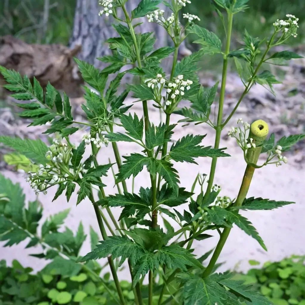 Anthriscus sylvestris