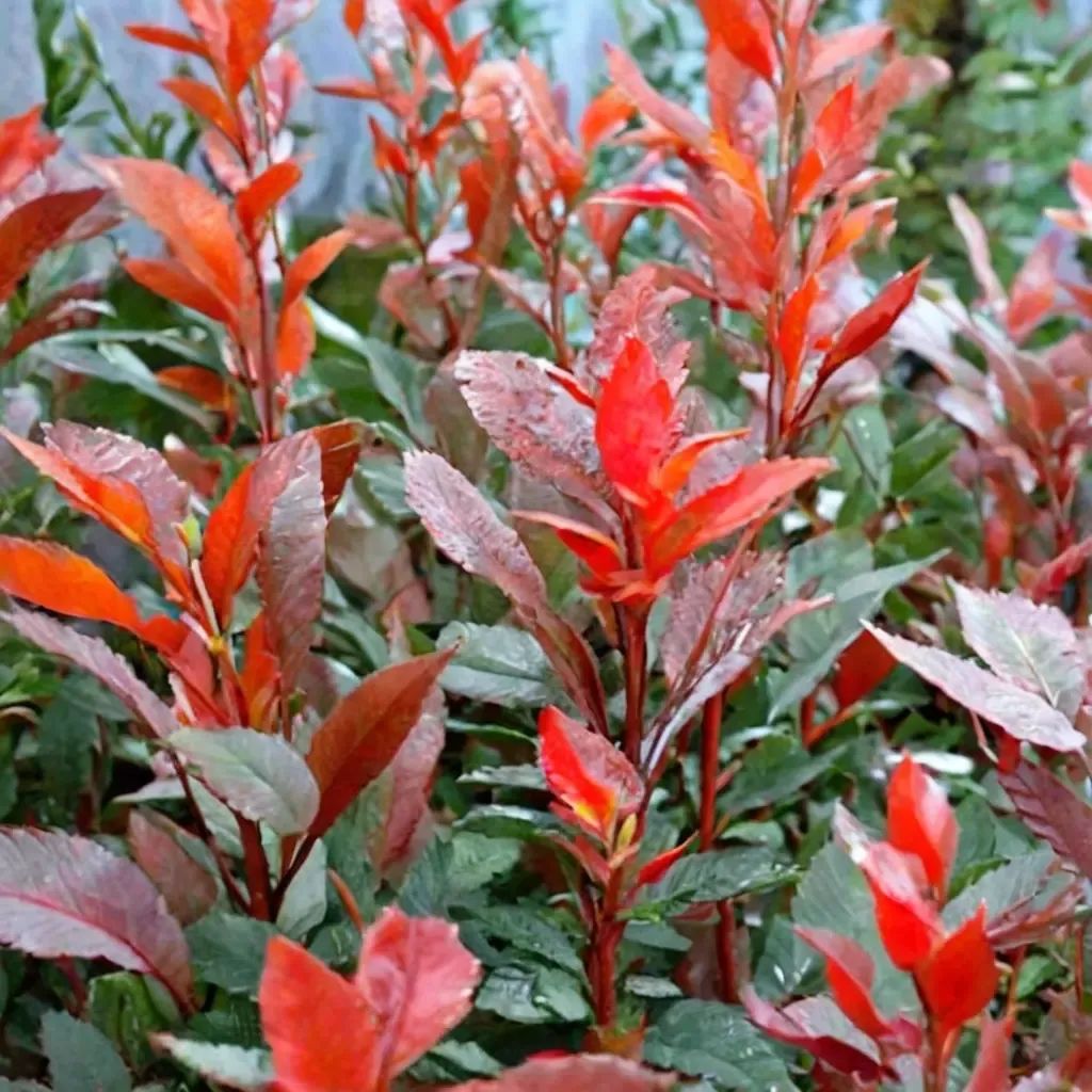 Photinia x fraseri 'Fire Fantasy'