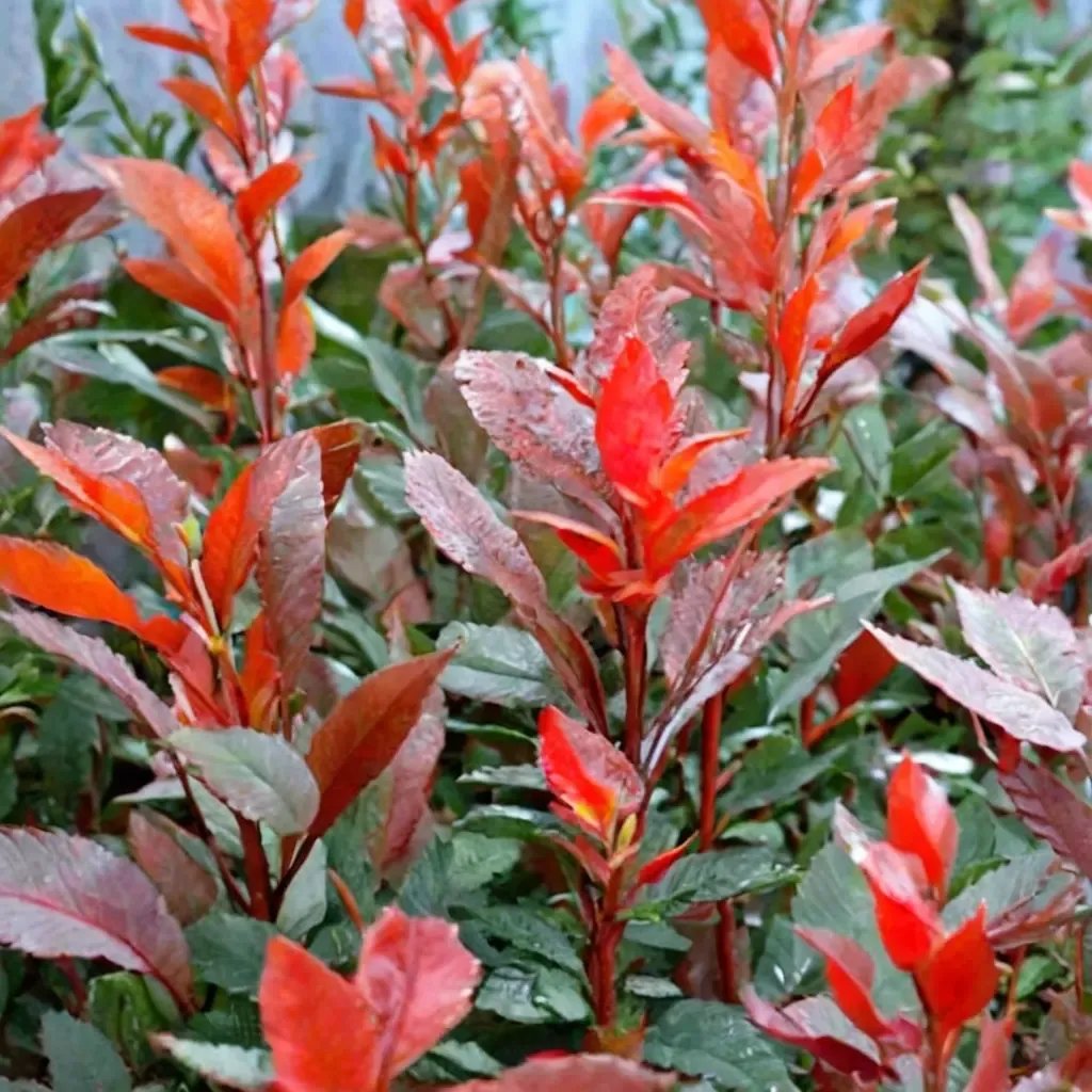 Photinia x fraseri 'Fire Fantasy'