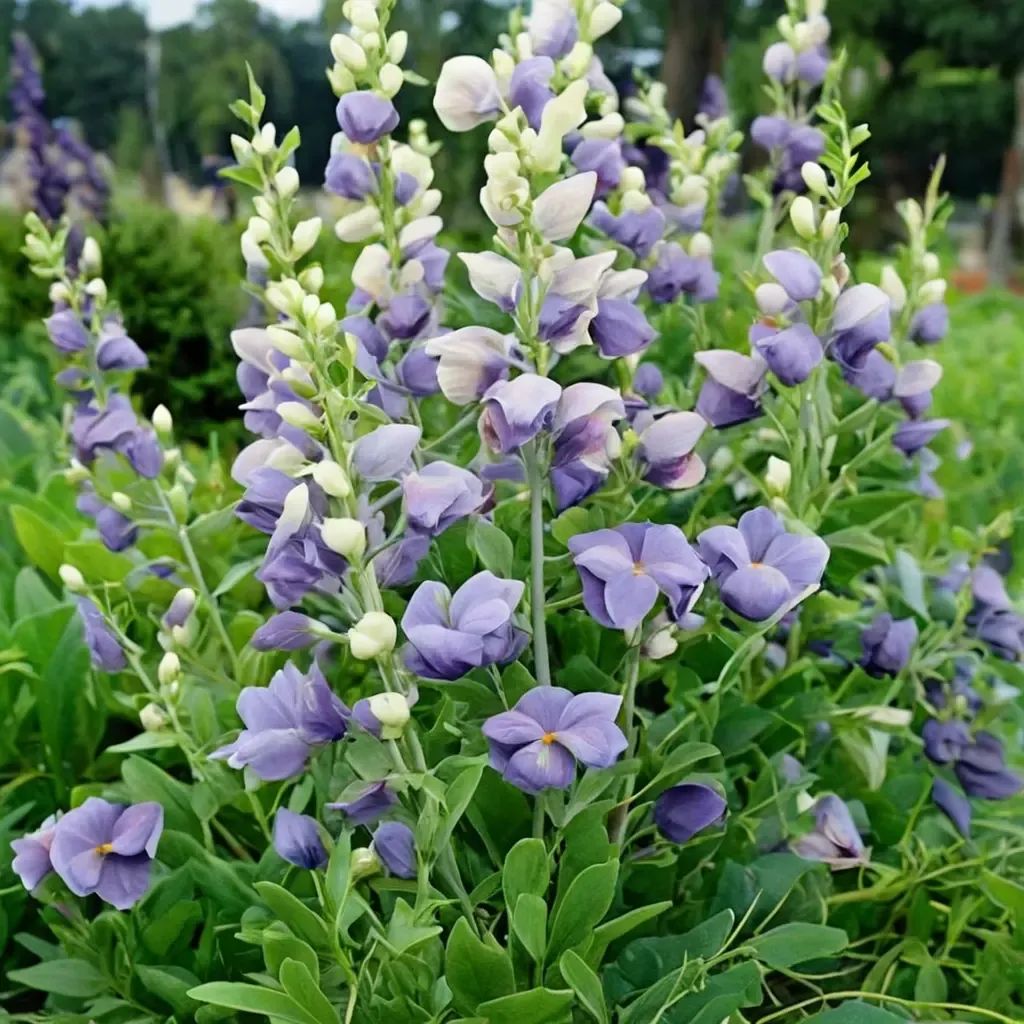 Baptisia australis 'Lunar Eclipse'