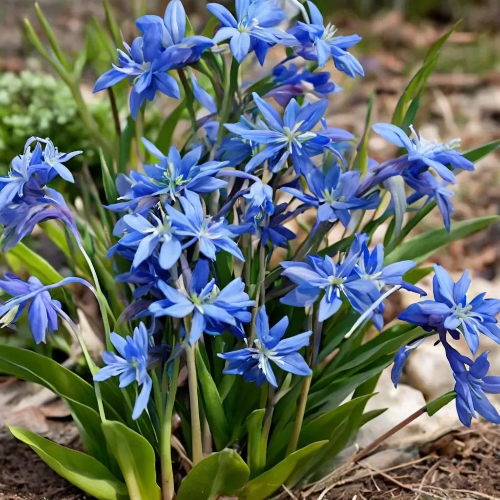 Scilla siberica