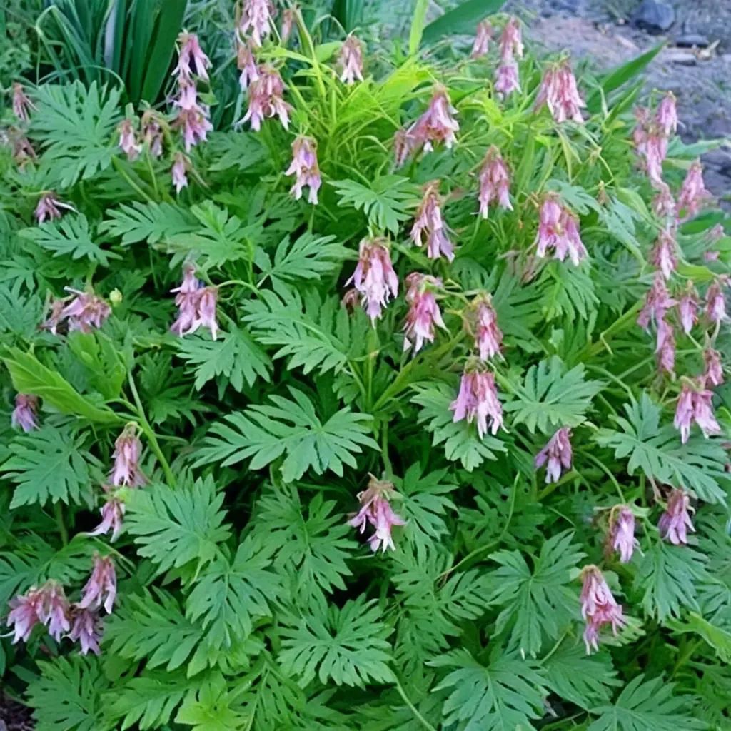 Dicentra eximia 'Dolly Sods'