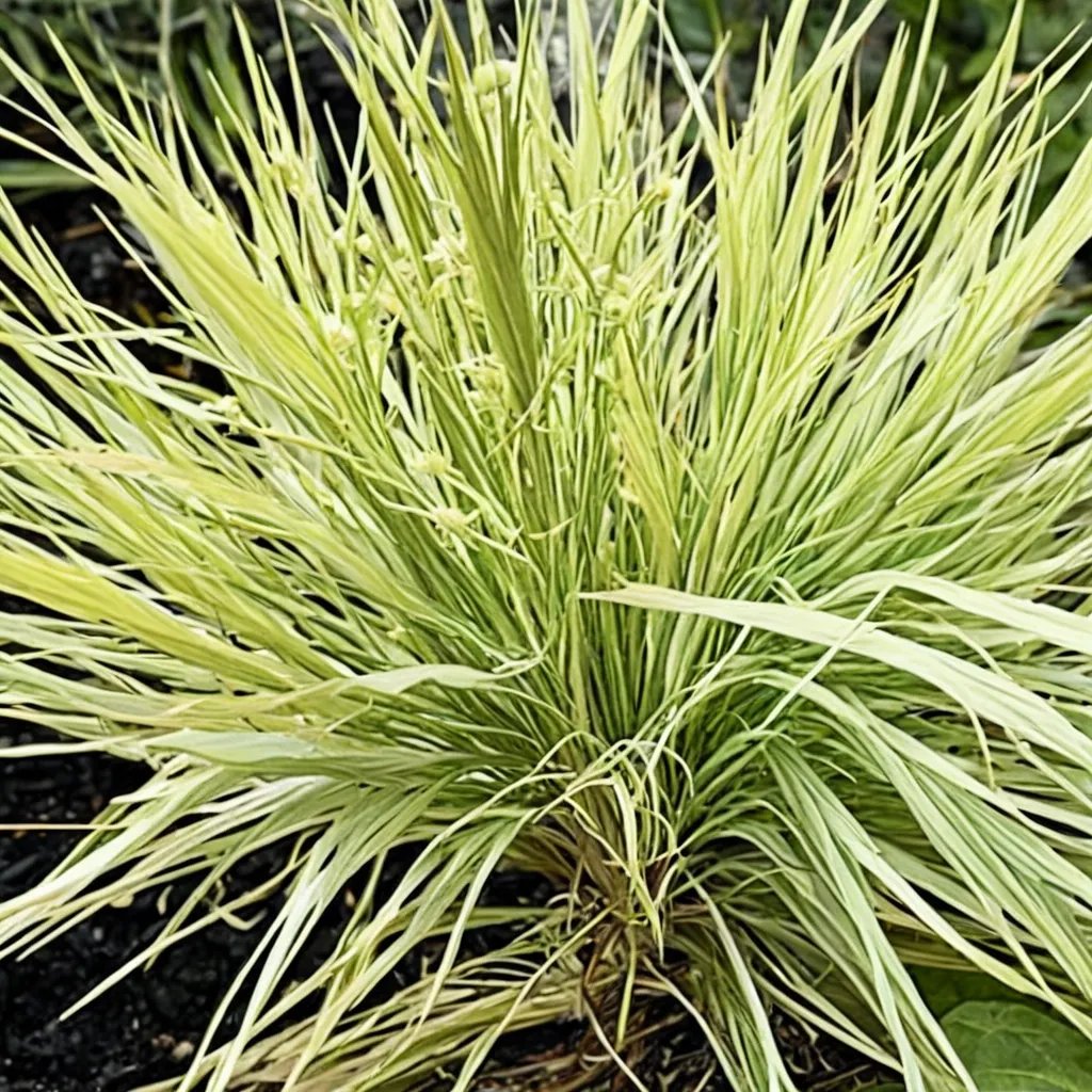 Festuca glauca 'Golden Toupee'