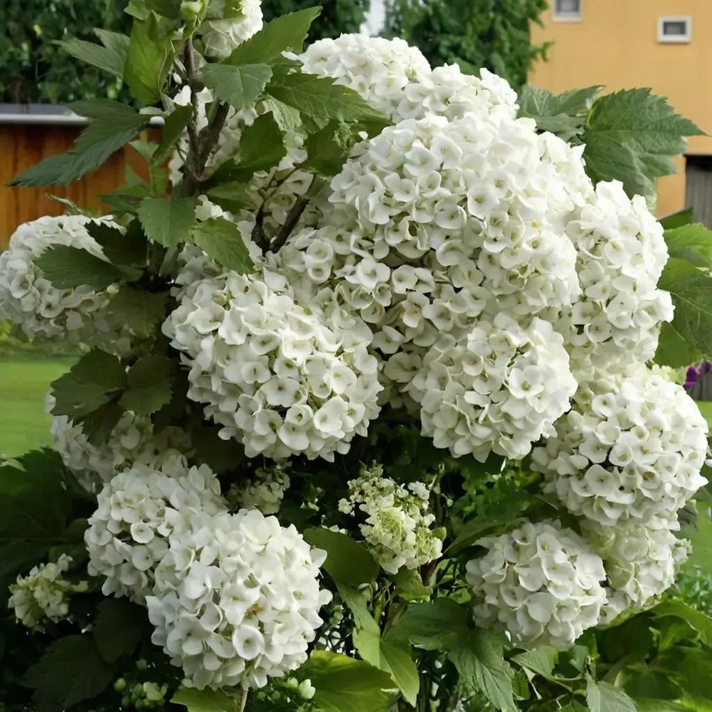 Viburnum opulus 'Sterile'