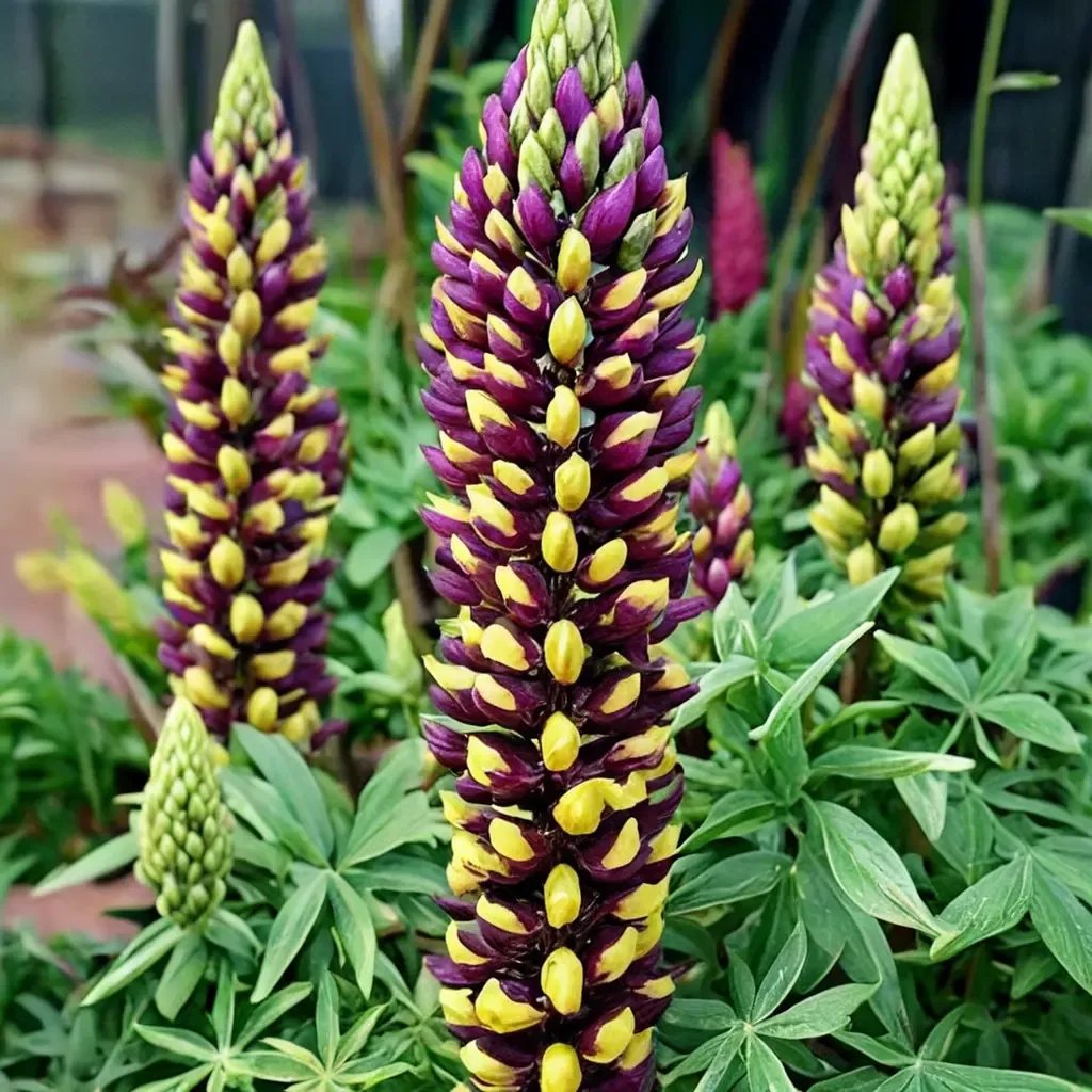 Lupinus polyphyllus 'Manhattan Lights'