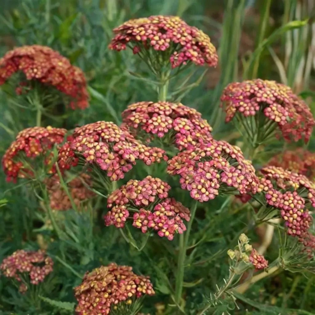 Achillea millefolium 'Fanal'