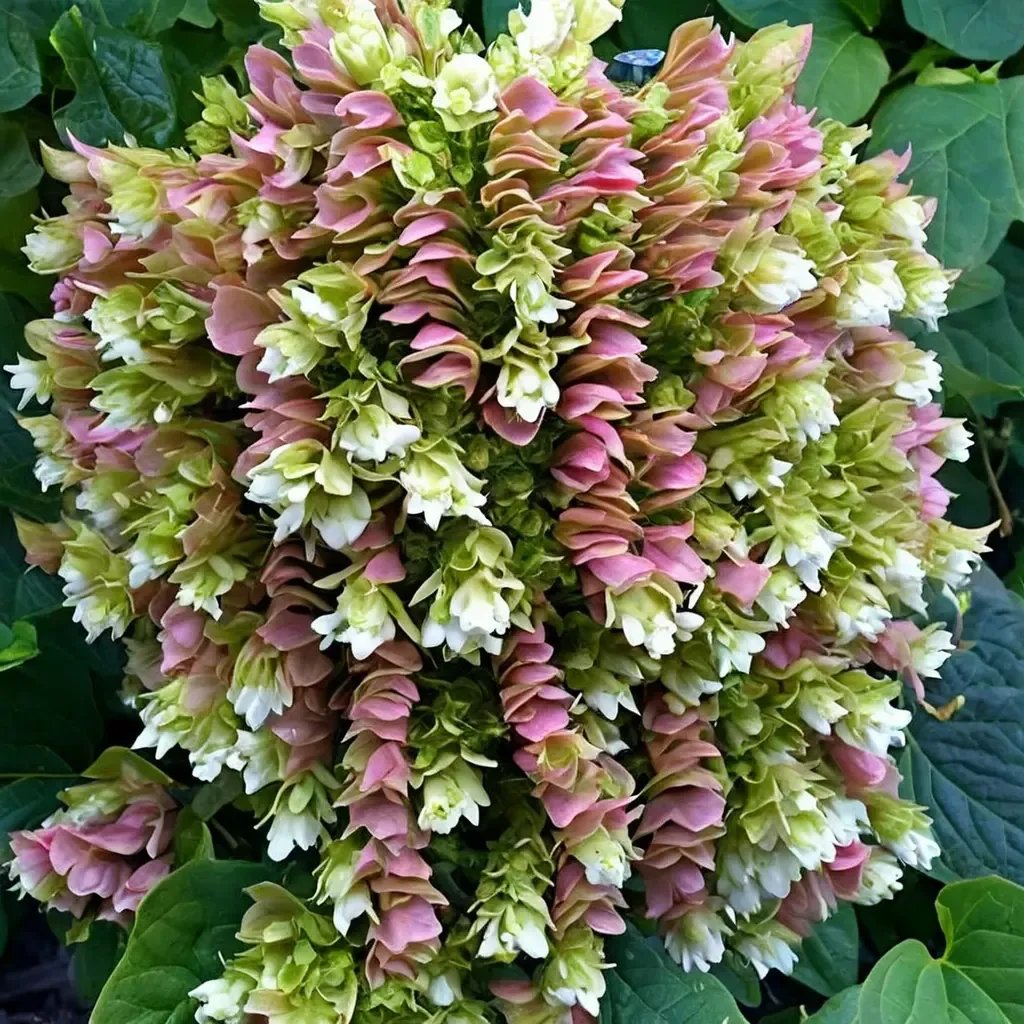 Hydrangea quercifolia 'Snowcicle'