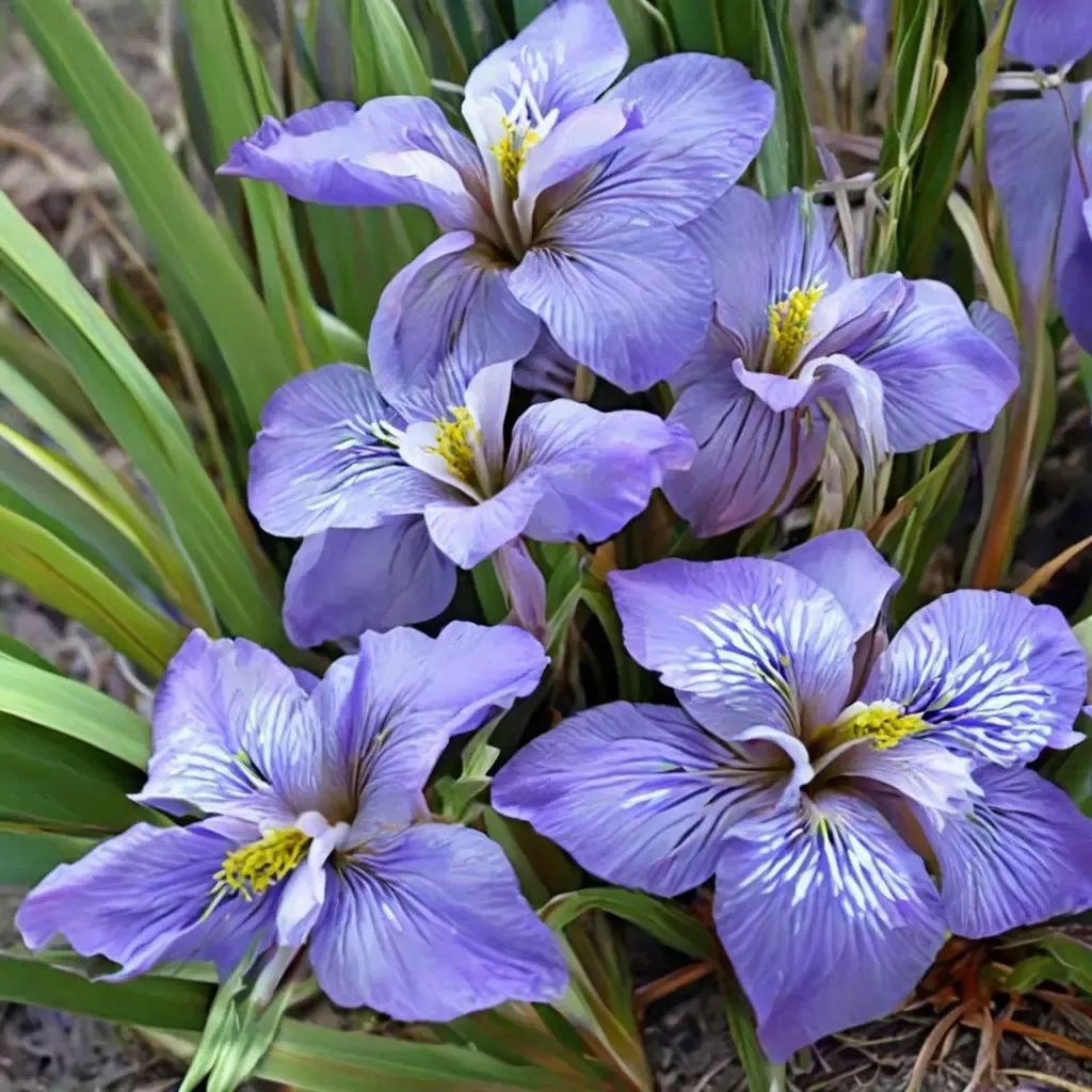 Iris unguicularis 'Francis Wolseley'