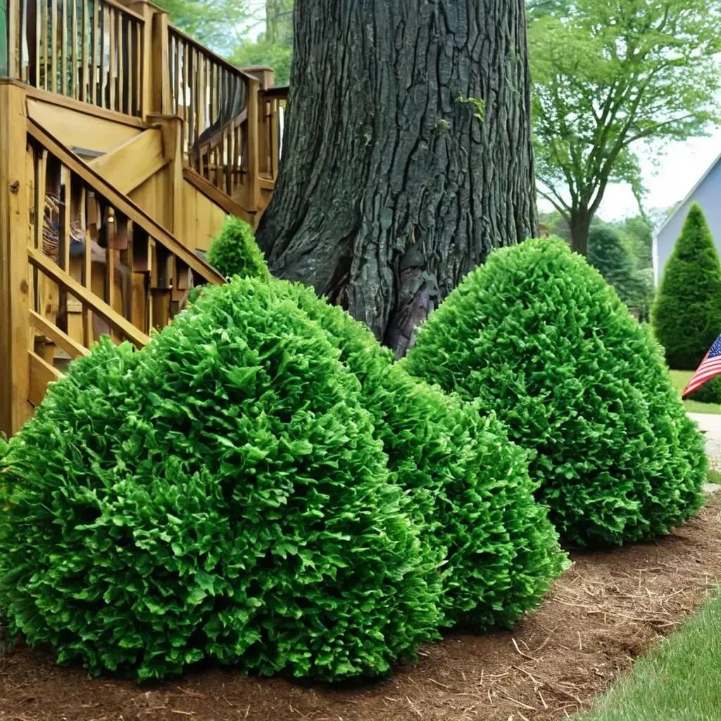 Green Mountain Boxwood