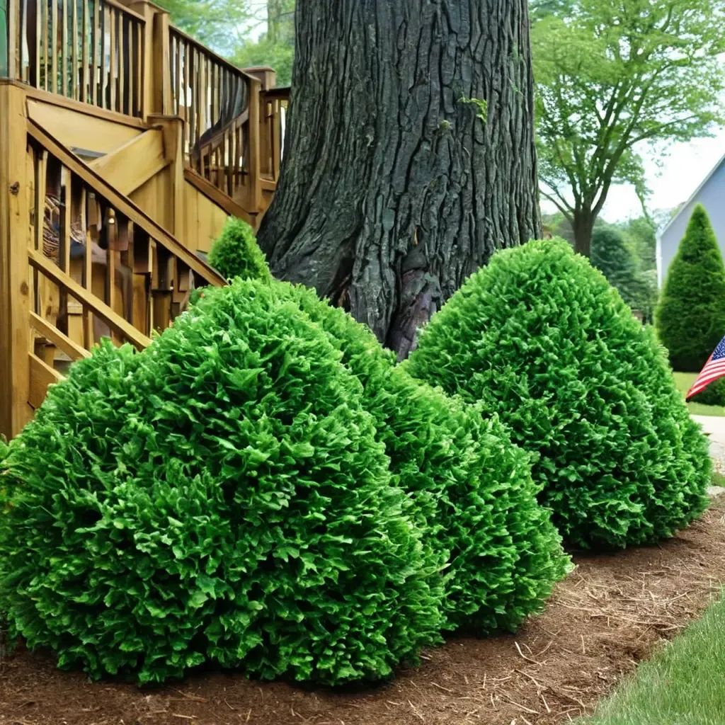 Buxus sempervirens 'Green Mountain'