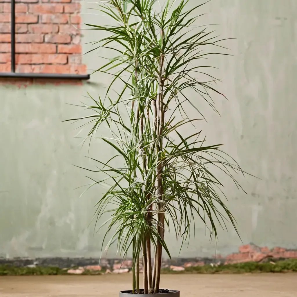 Dracaena fragrans 'Aureo Marginata'