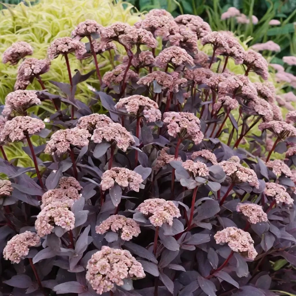 Sedum telephium 'Purple Emperor'