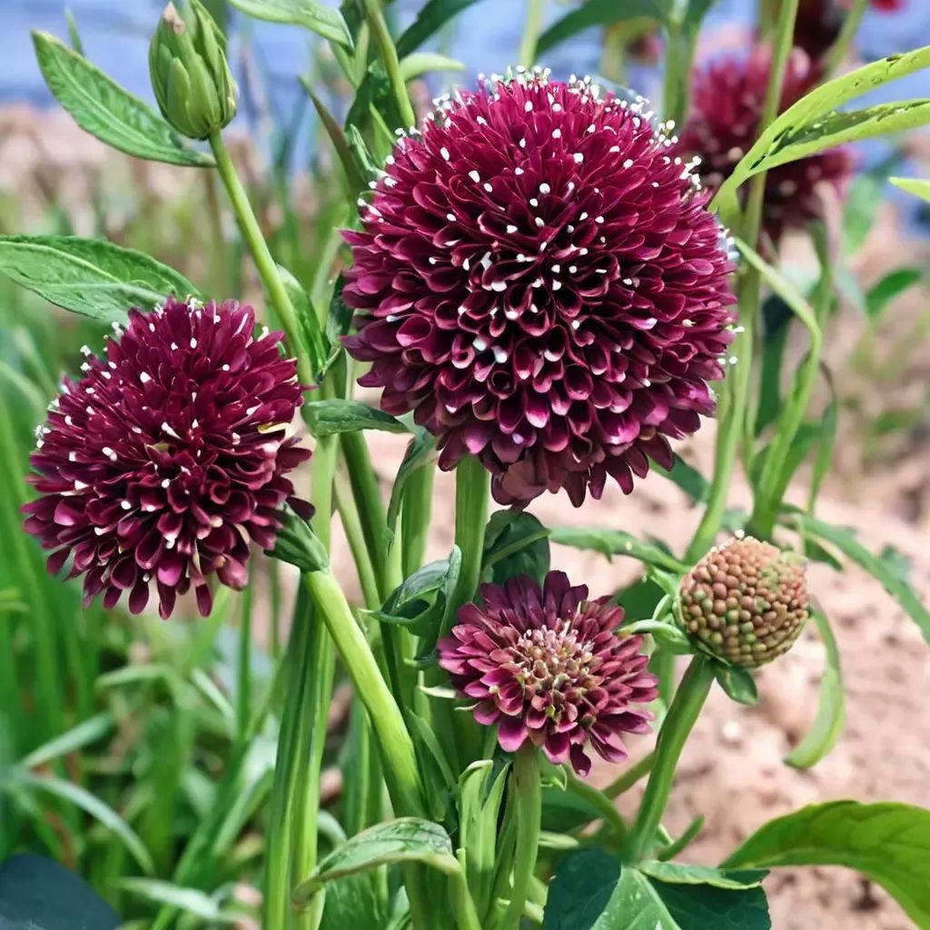 Scabiosa atropurpurea 'Burgundy Beau'