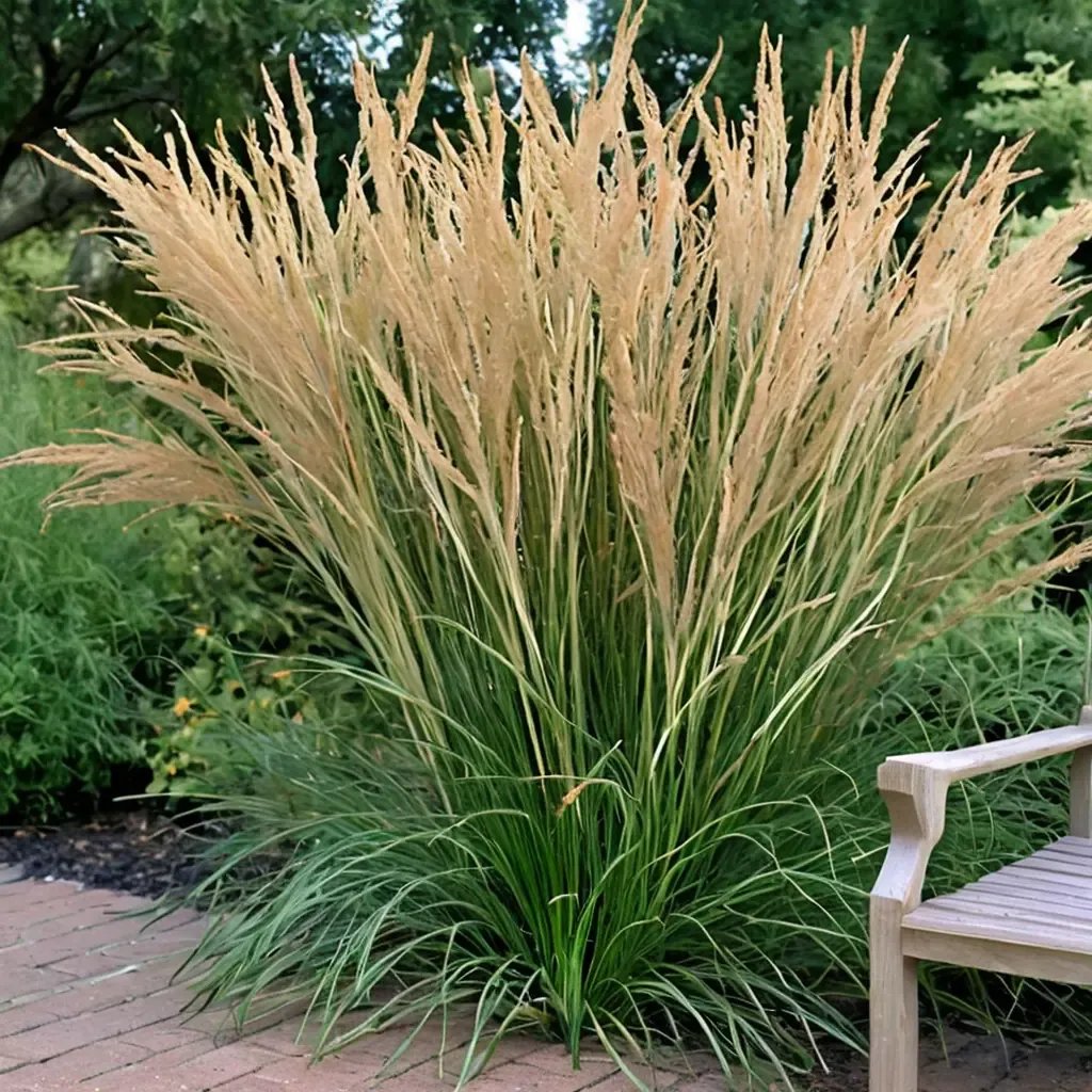 Calamagrostis x hybrida