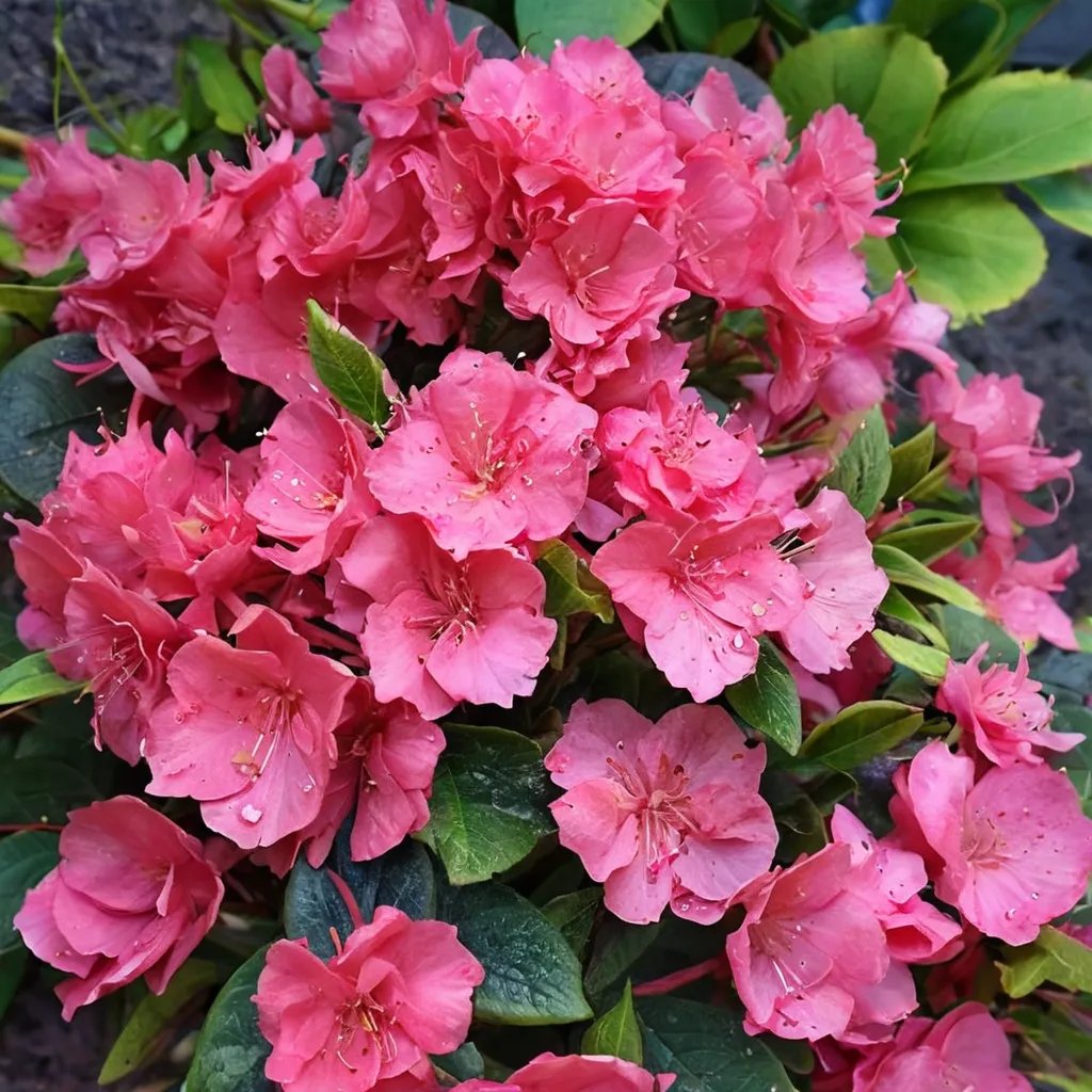 Rhododendron x hybrida 'Double Dark Pink'